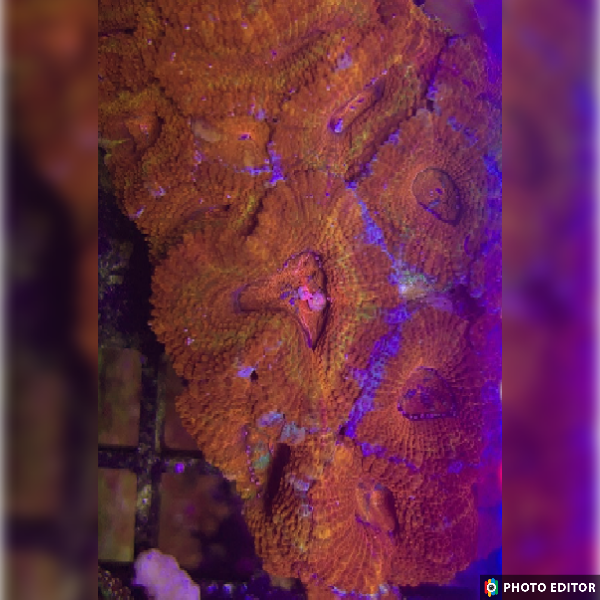 TSM Rainbow Acan 2 Heads-5168808-3851713