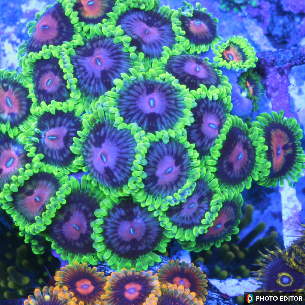 Scarlet Fever 2 Polyp-5130390-3819323