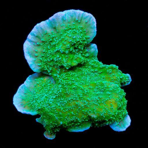 Green Cap Purple Rim Montipora-4941120-3677152
