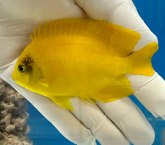 Heraldi Angel  (Centropyge Heraldi) WYSIWYG ~4"-4970026-3699587