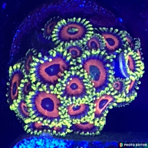 Eagle Eyes 6 Polyps-4926220-3666100