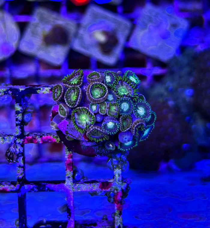 WYSIWYG Zoa Frag 1-4987356-3712118