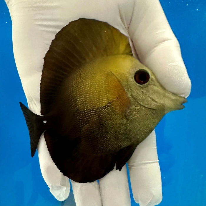 Scopas Tang (Zebrasoma Scopas) WYSIWYG ~4.25"-4970025-3699589