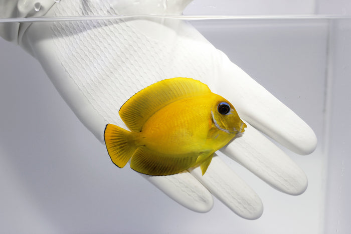 Fully QT Mimic Tang (Acanthurus pyroferus) Available 6/28 ~2.5-3”-4975193-3703951