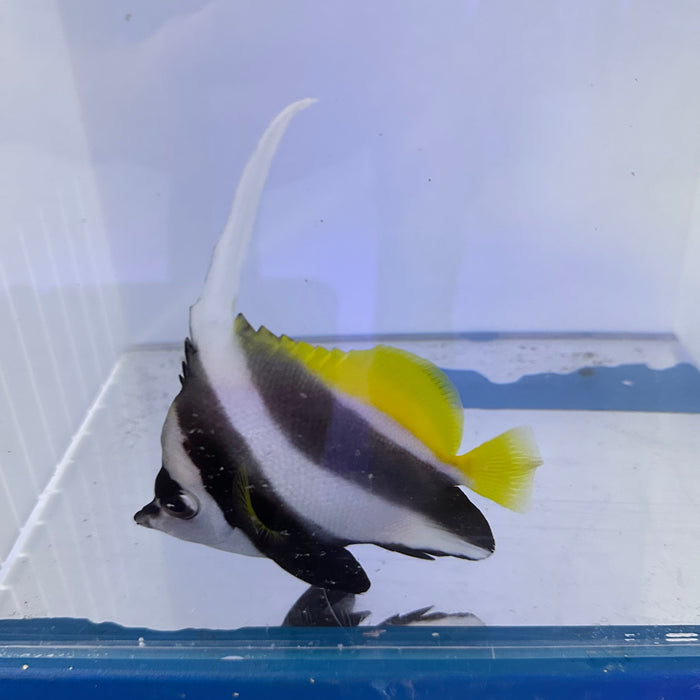 Fully QT Fish #1 - black and white heniochus(heniochus sp.) ~5”-5075102-3775099