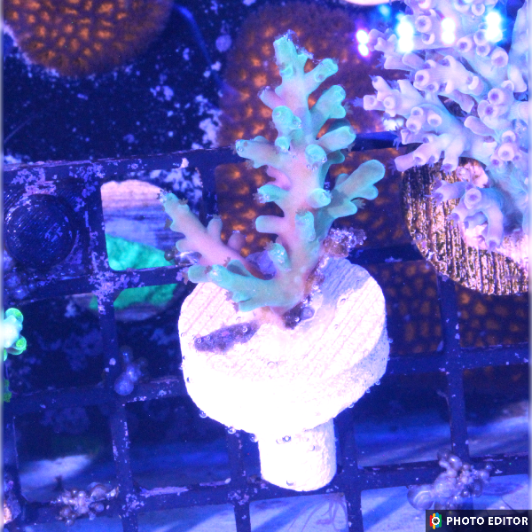 Green Echinata 1/2" (E2)-5018947-3727058