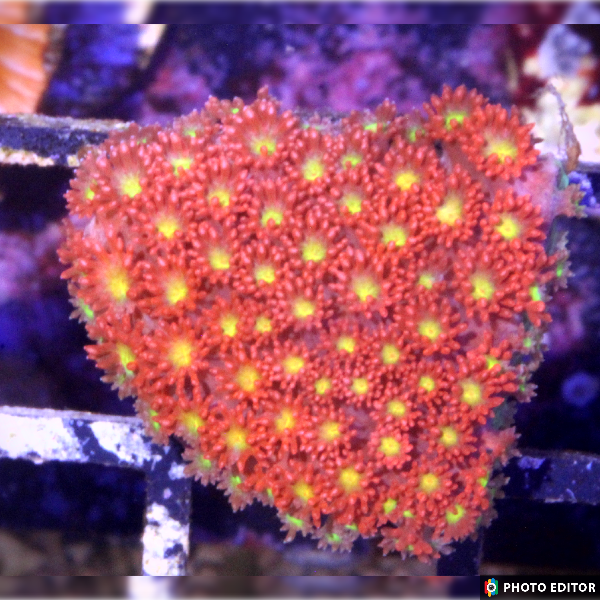 Combustion Goniopora (Small Frag)-5148257-3833858