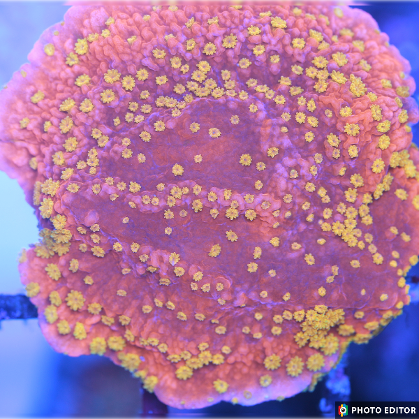 Sunburst Montipora-4941122-3677155