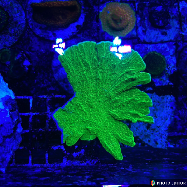 Green Cap Montipora Large-4851594-3615842