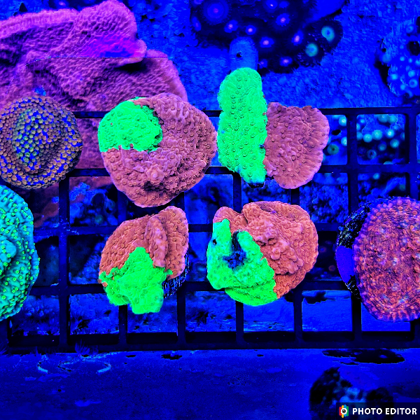 Grafted Montipora-5095868-3791254