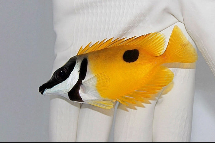 Fully QT One Spot Foxface (Siganus unimaculatus) Available 6/28 ~3-3.5”-4975194-3703953