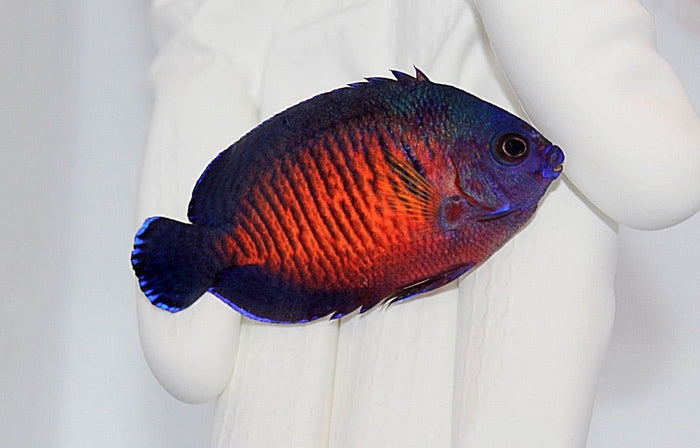 Fully Quarantined Coral Beauty(Centropyge Bispinosus) Available 6/28 ~2.5”-4975192-3703954