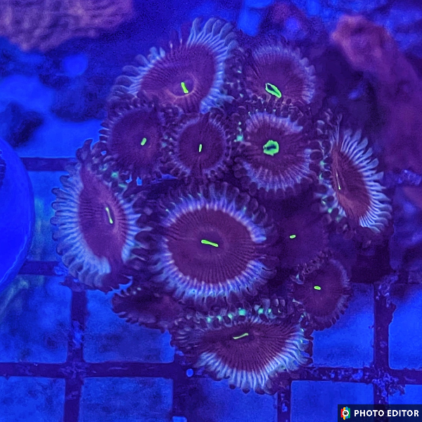 Blue Agave 2 Polyps-4987359-3712153