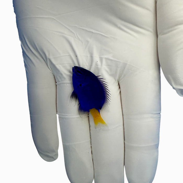 Fully QT Fish #1 - TRIO Yellow Tail Blue Damsel (Chrysiptera parasema)-5095869-3791258