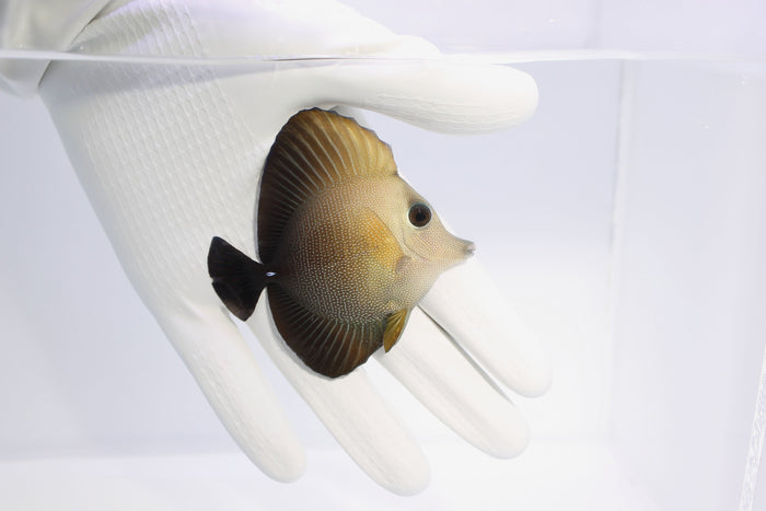Fully QT Scopas Tang (Zebrasoma scopas) ~4”-5019038-3727362