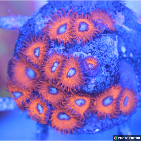 Charmander 2 Polyps-5162964-3845705