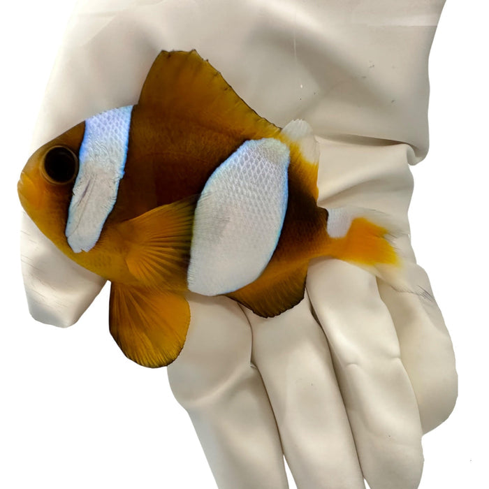 Fully QT Madagascar Wide Band Clownfish-4926328-3666601