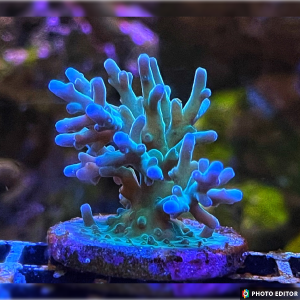 Hawkins Echinata Acropora 1/2" (He)-5133997-3822514