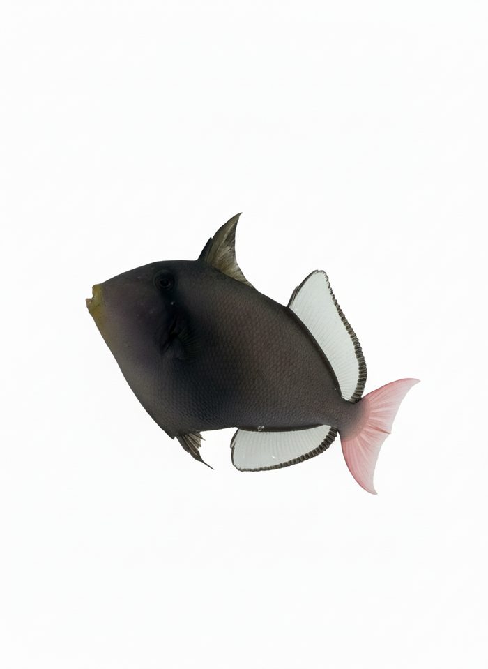Fully QT Fish #4 - Pinktail Triggerfish (Melichthys vidua)12/22 3-4”-5127214-3817006