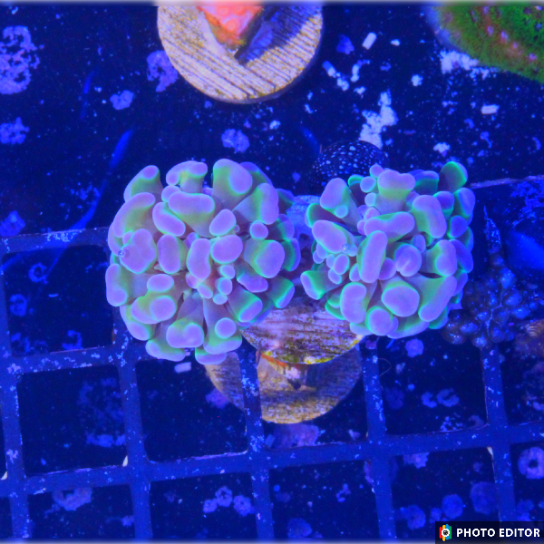 Hologram Hammer Double Head-4851600-3615873
