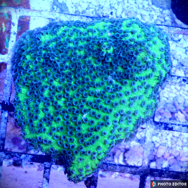 Melonberry Montipora-5189484-3866675
