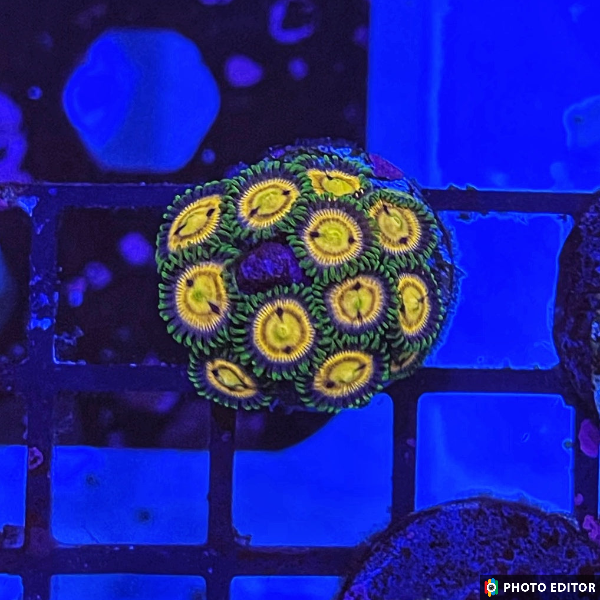 Lazer Lemons 15+ Polyps-5038560-3743977