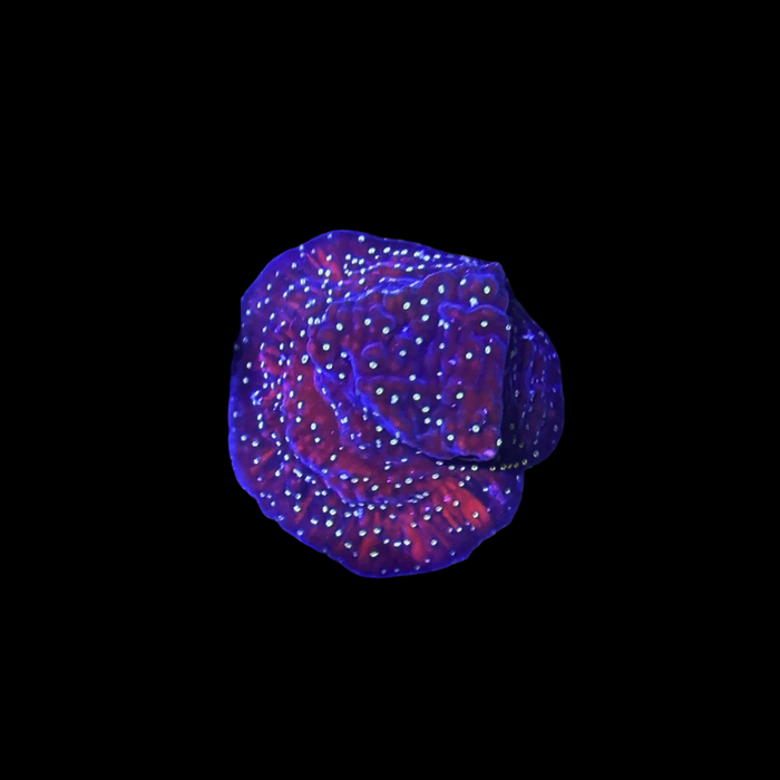 JF Snow Montipora-5183612-3860240