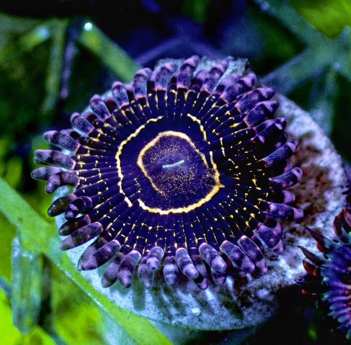 Stratosphere 1 Polyp-4993246-3715926