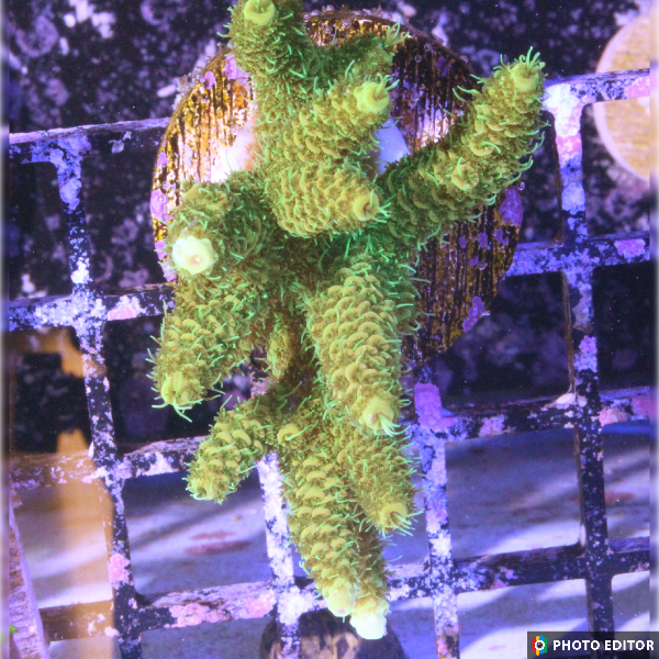 Sunset Millepora 1.5" (M1) (Copy)-4987436-3712418