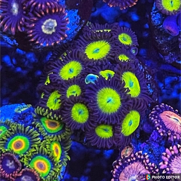 Yellow Submarine 4 Polyps-5163046-3845970