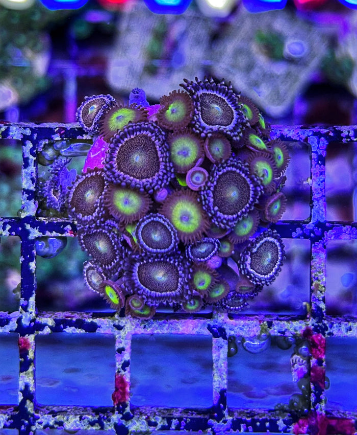 WYSIWYG Zoa Frag 3-4987437-3712421
