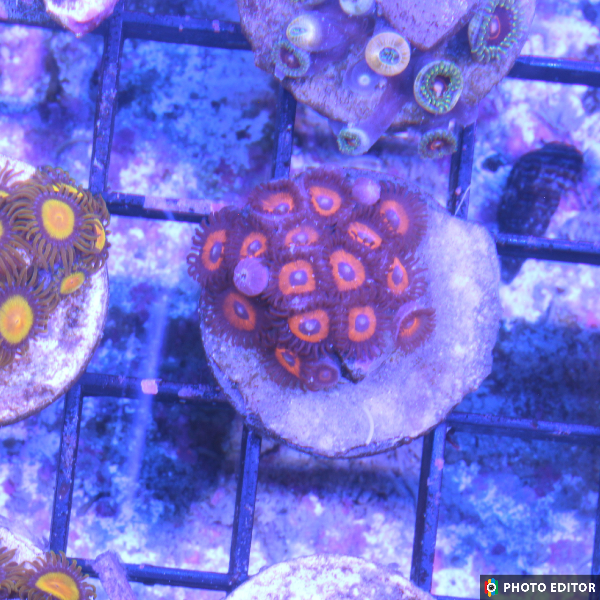 Kedd's Red 4 Polyps-5183613-3860241