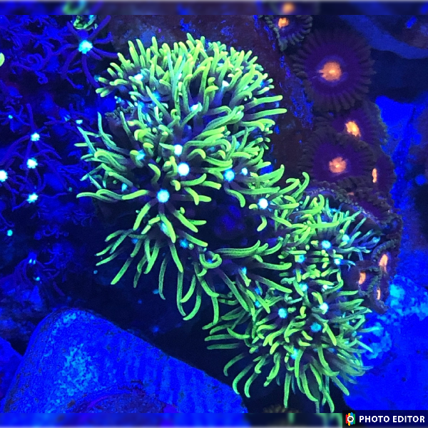 Green Star Polyps-5186898-3863707