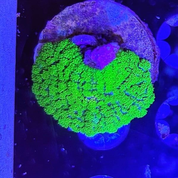 Green Rhodactis Quarter Size-4851599-3615884