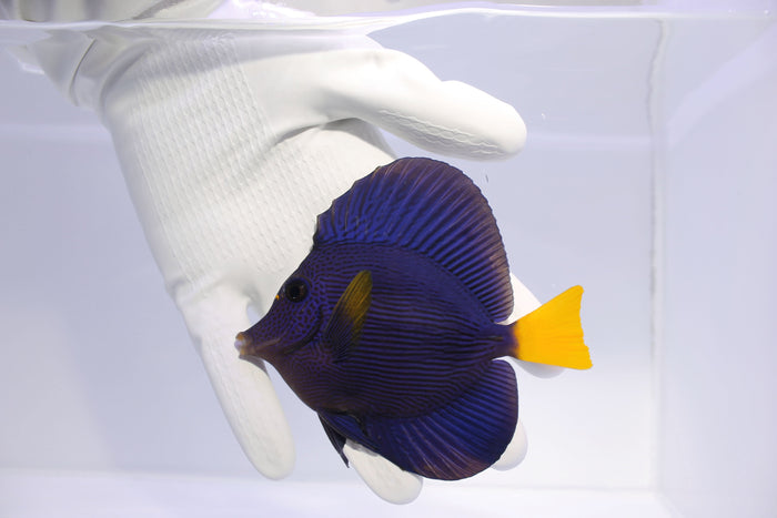 Fully QT Fish #1 - Red Sea Purple Tang (Zebrasoma xanthurum) 3/14 about 3”-5167671-3849631
