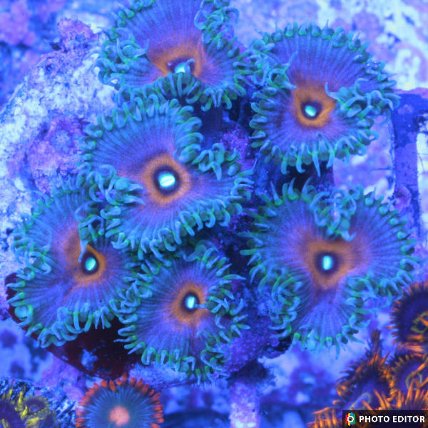 Captain America Paly 2 Polyps-5178081-3856625