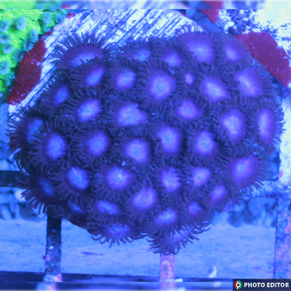 Tubbs Blue Zoas 15+ Polyps-5038565-3743983