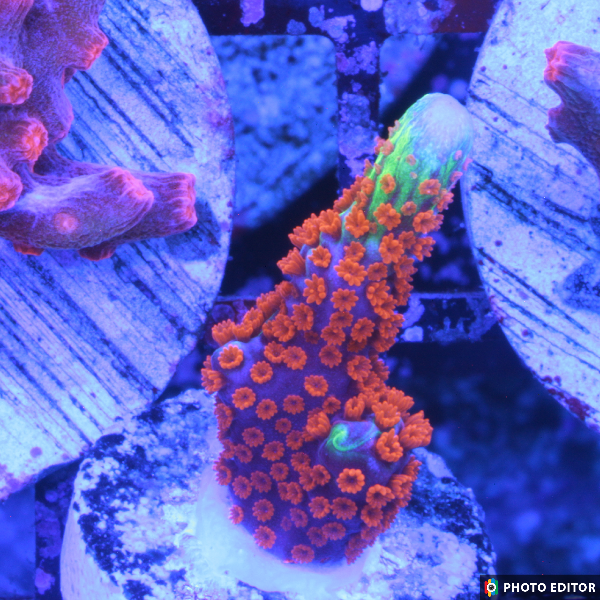 Bubblegum Digitata 1/2"-5131291-3820898
