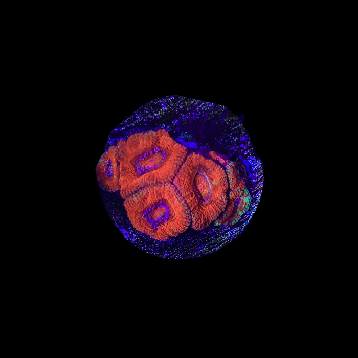 You Pick 2 Head Acan (Anything But A Rainbow Acan)-5163054-3845993