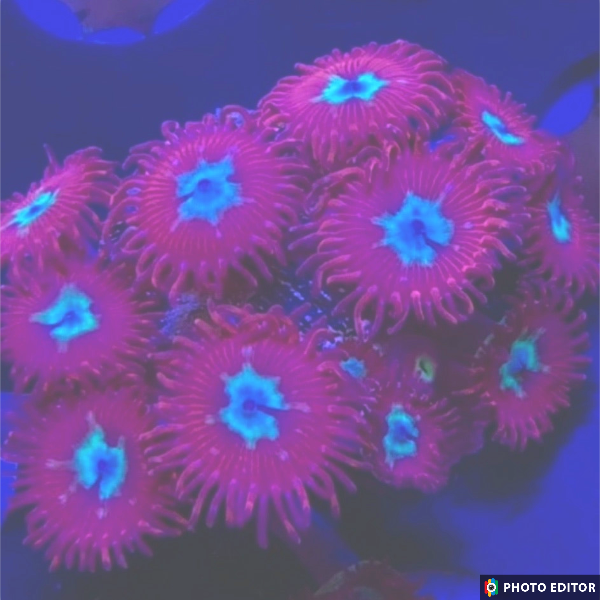 Hot Shots 4 Polyps-5186903-3863721