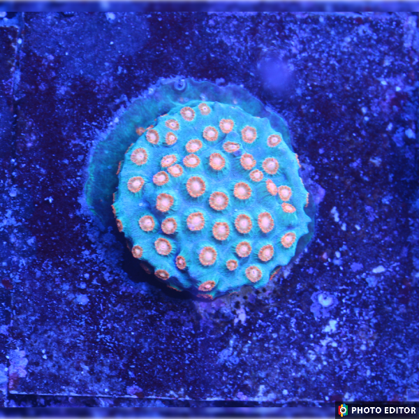 Meteor Shower Cyphastrea-4899982-3647296
