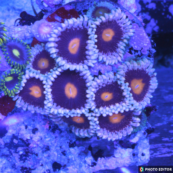 Mary Janes 3 Polyps-4873401-3629412