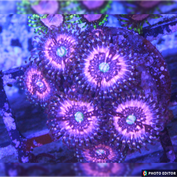 Pink Zipper 2 Polyps-5184770-3862822