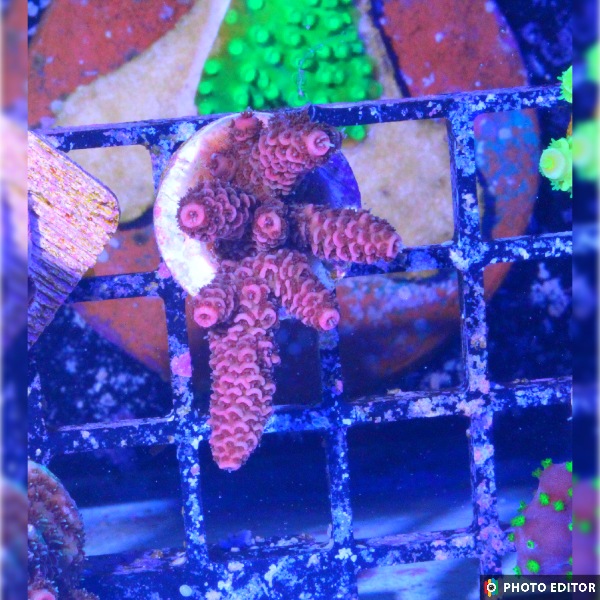 Indo Ultra Millepora 1/2" (4661)-4851607-3615919