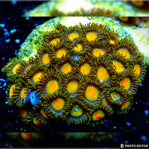 Tutti Fruiti 8 Polyps-4993251-3715950
