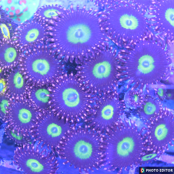 Omegas 2 Polyps-4873404-3629427