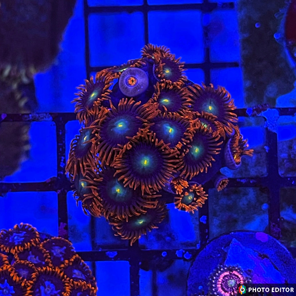 Punk Rocker 8 Polyps-4851609-3615928