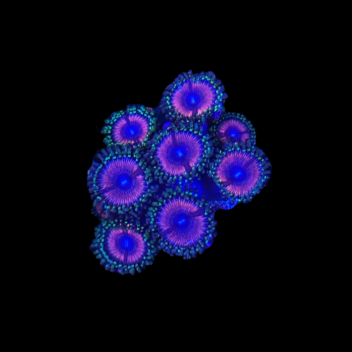 Gamma Goblin 2 Polyps-5172806-3855324