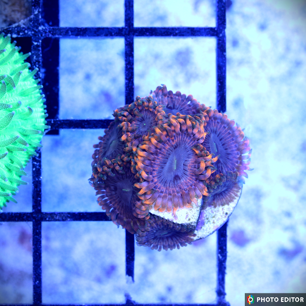 Fairy Fart Zoa Frag 2 Polyps-4981058-3708210