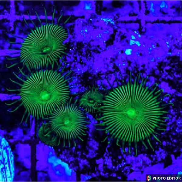 Venus Fly Trap Paly 4 Polyps-5145174-3832588